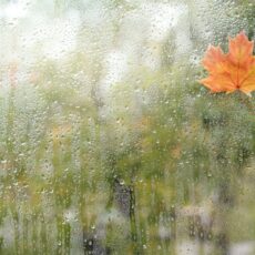 Autumn Yoga & Massage News – Classes, Workshops & 15min Yoga Practice Autumn Yoga & Massage News – Classes, Workshops & 15min Yoga Practice